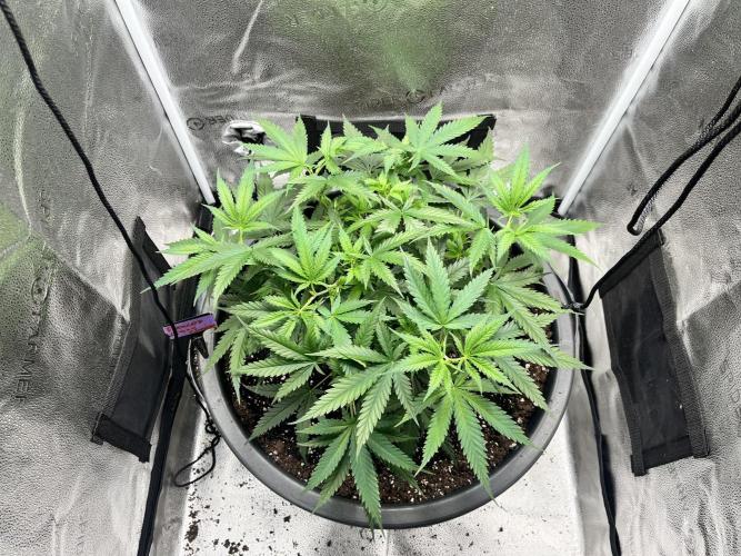 Franco’s Lemon Cheese. Week 7