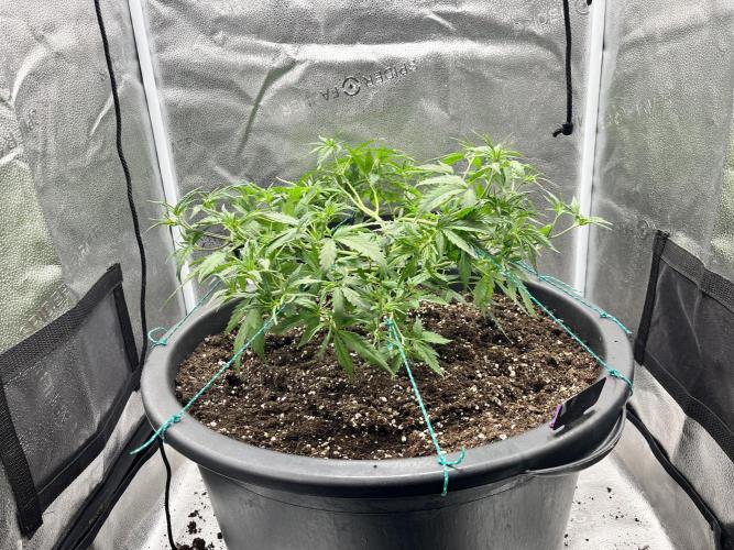Franco’s Lemon Cheese. Week 8