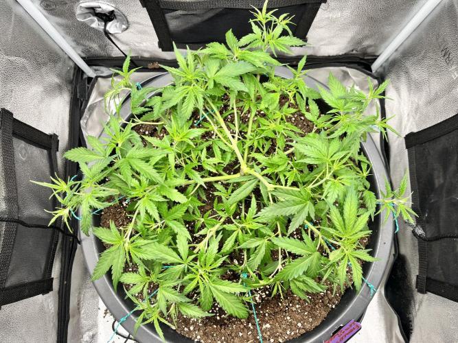 Franco’s Lemon Cheese. Week 8