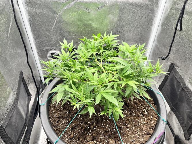 Franco’s Lemon Cheese. Week 8