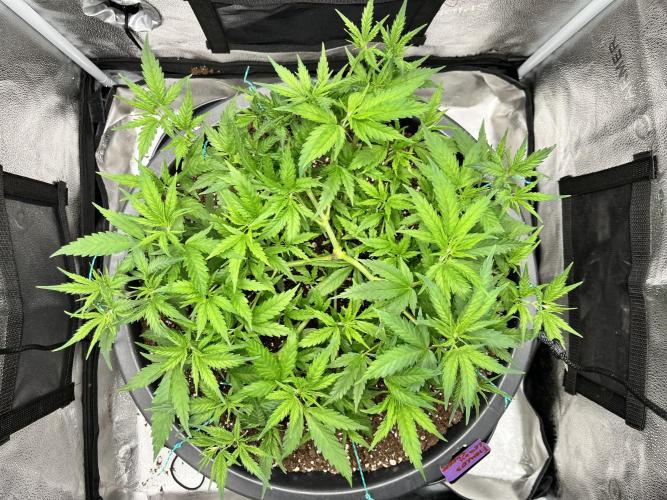 Franco’s Lemon Cheese. Week 8