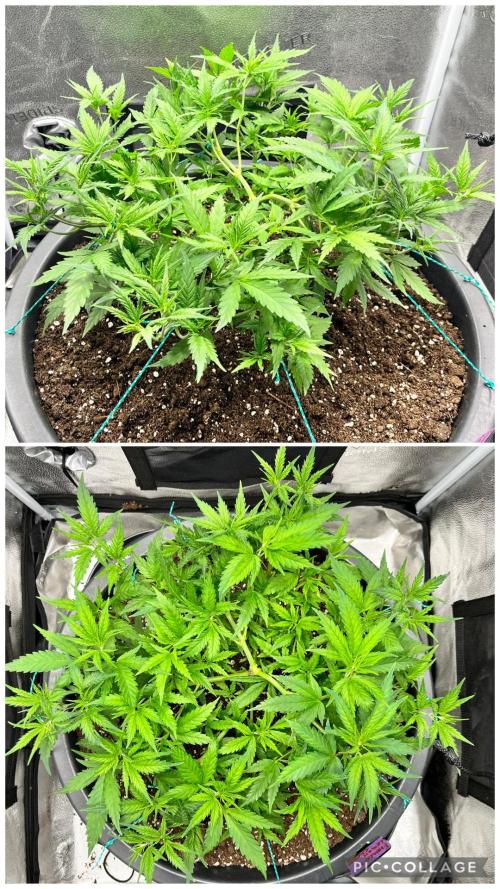 Franco’s Lemon Cheese. Week 8