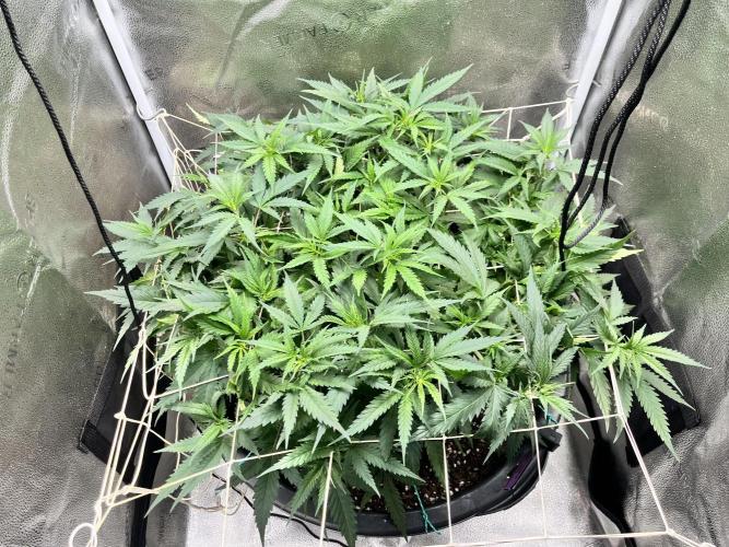 Franco’s Lemon Cheese. Week 9