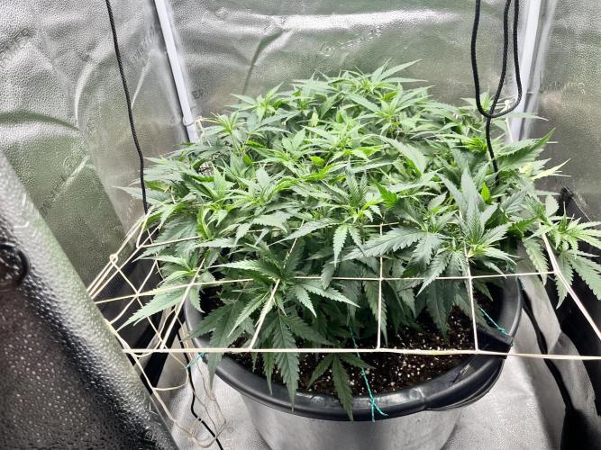 Franco’s Lemon Cheese. Week 9