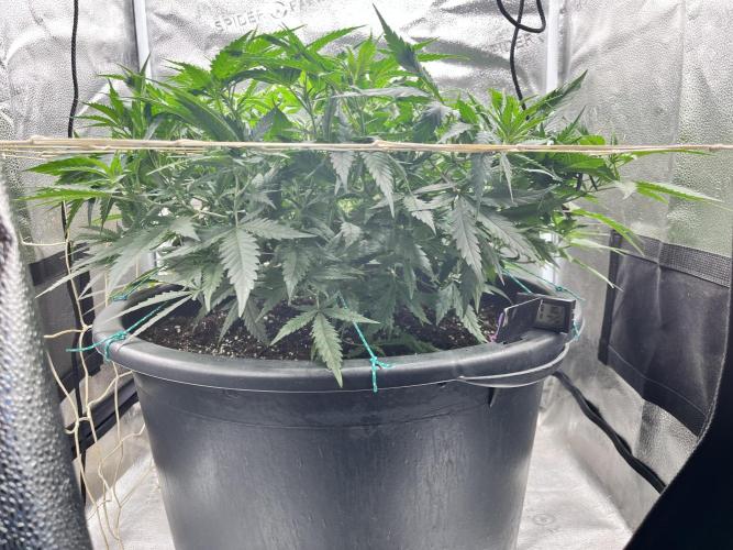 Franco’s Lemon Cheese. Week 9