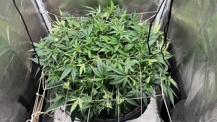 Franco’s Lemon Cheese. Week 9