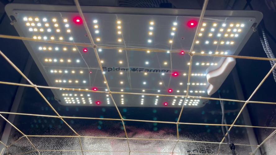 Franco’s Lemon Cheese