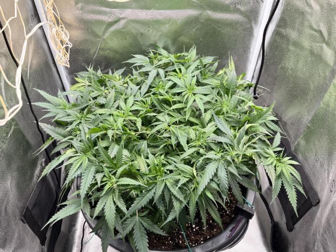 Franco’s Lemon Cheese. Week 9