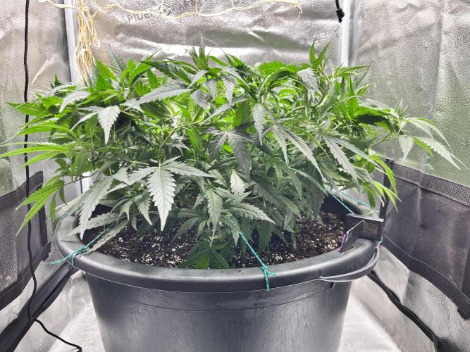 Franco’s Lemon Cheese. Week 9