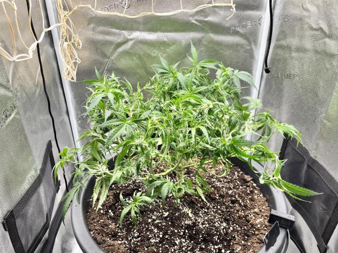 Franco’s Lemon Cheese. Week 9