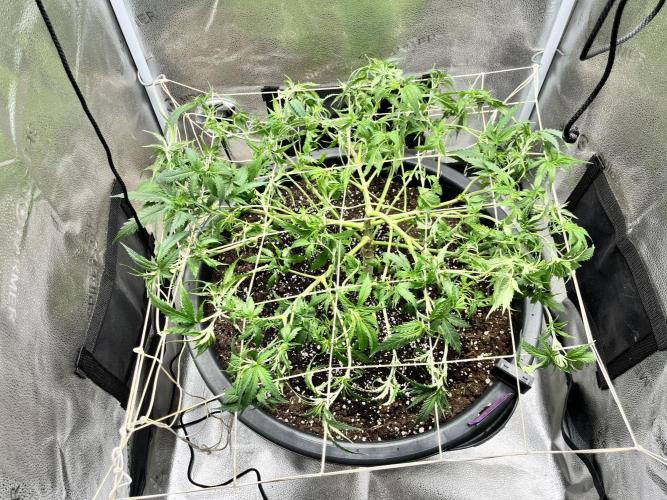 Franco’s Lemon Cheese. Week 9