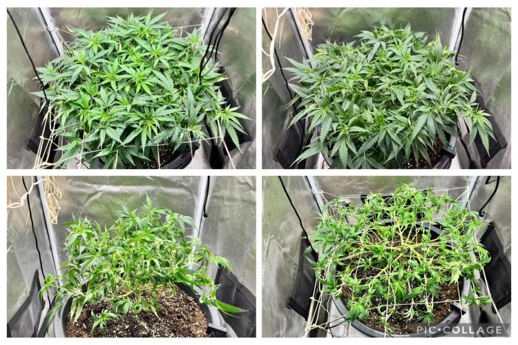 Franco’s Lemon Cheese. Week 9