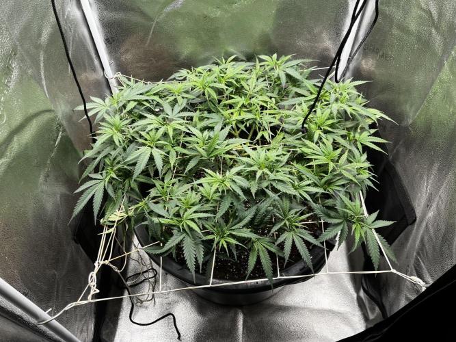 Franco’s Lemon Cheese. Week 10