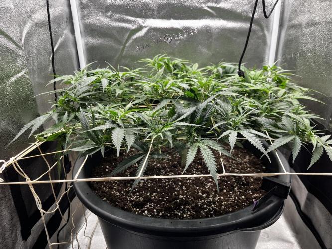 Franco’s Lemon Cheese. Week 10