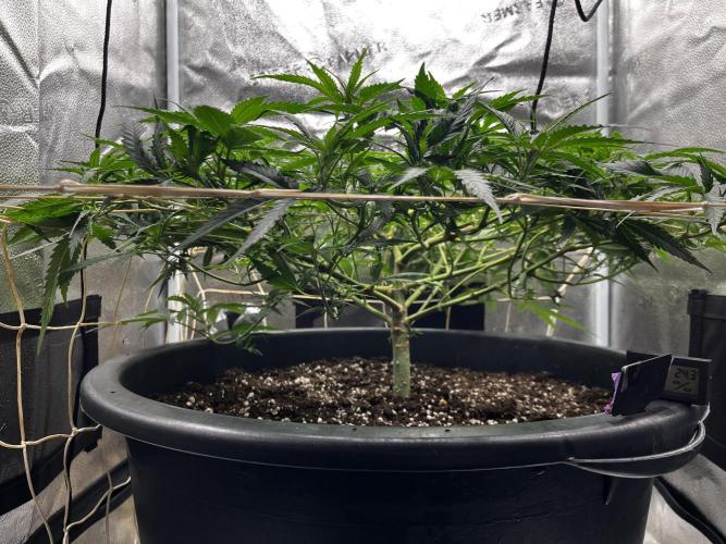 Franco’s Lemon Cheese. Week 10