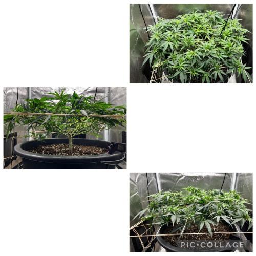 Franco’s Lemon Cheese. Week 10