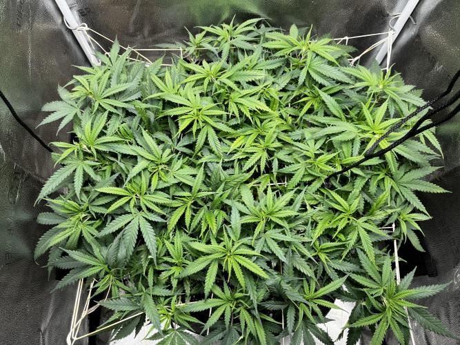 Franco’s Lemon Cheese. Week 10