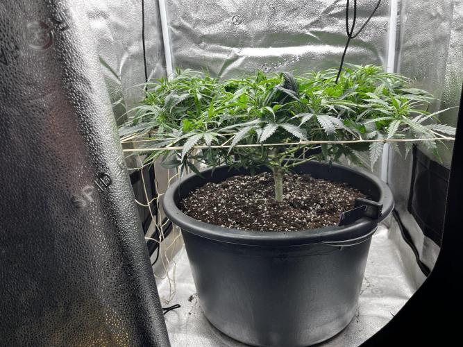 Franco’s Lemon Cheese. Week 10