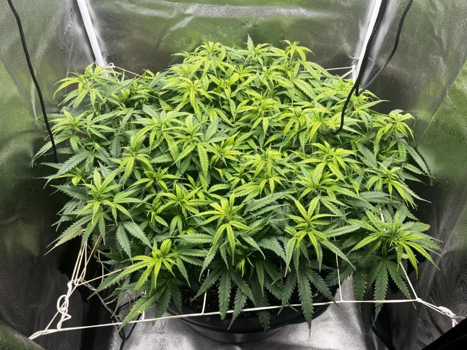 Franco’s Lemon Cheese. Week 11