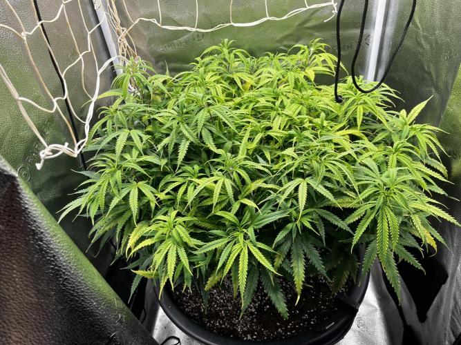 Franco’s Lemon Cheese. Week 12