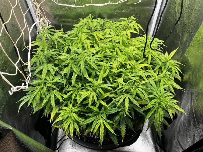 Franco’s Lemon Cheese. Week 12