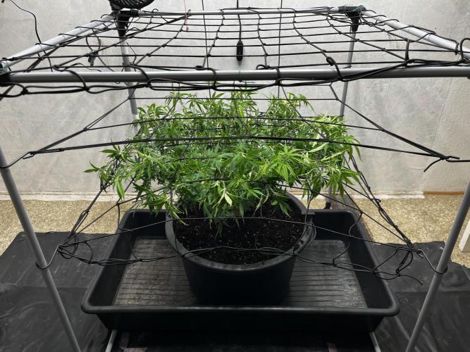 Franco’s Lemon Cheese. Week 13