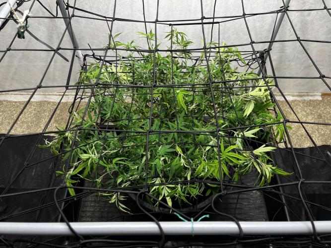 Franco’s Lemon Cheese. Week 13