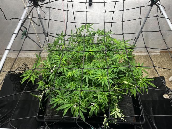 Franco’s Lemon Cheese. Week 14