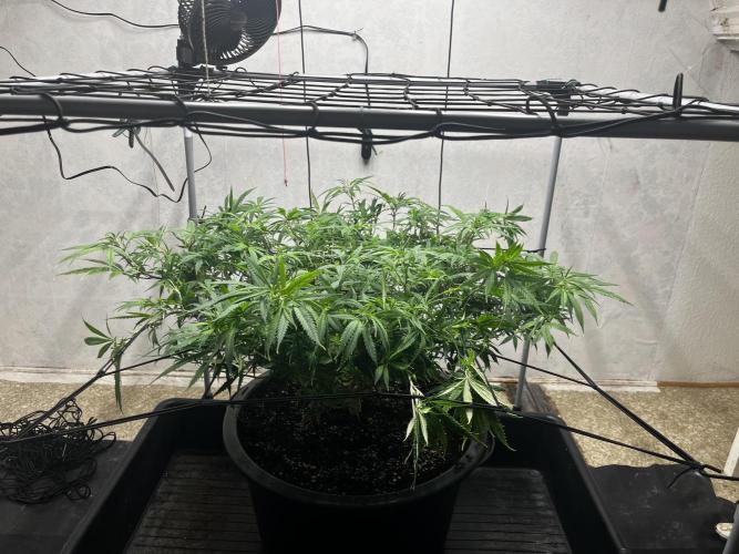 Franco’s Lemon Cheese. Week 14