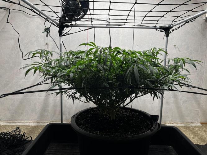 Franco’s Lemon Cheese. Week 15