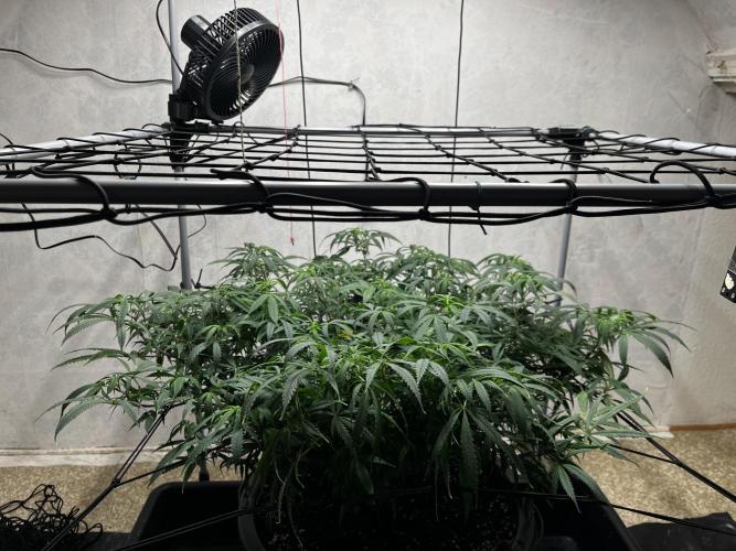 Franco’s Lemon Cheese. Week 15