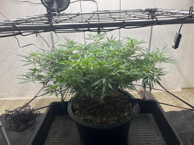 Franco’s Lemon Cheese. Week 16