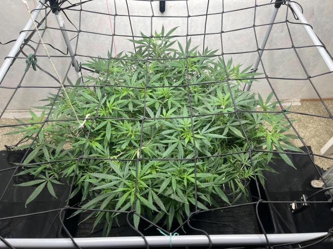 Franco’s Lemon Cheese. Week 16