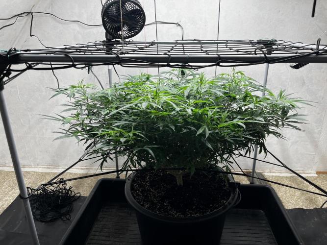 Franco’s Lemon Cheese. Week 17