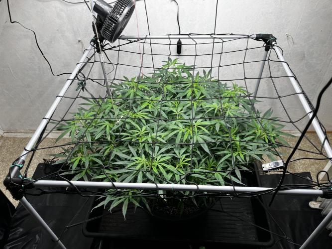 Franco’s Lemon Cheese. Week 17