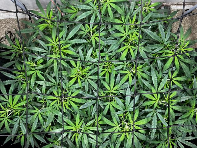 Franco’s Lemon Cheese. Week 17