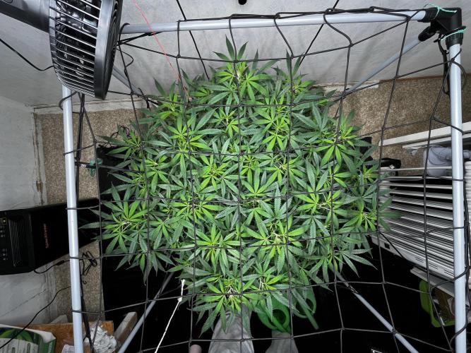 Franco’s Lemon Cheese. Week 17