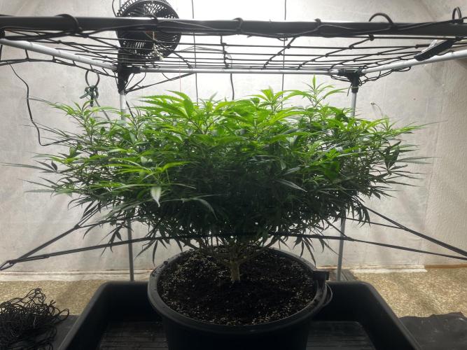 Franco’s Lemon Cheese. Week 17