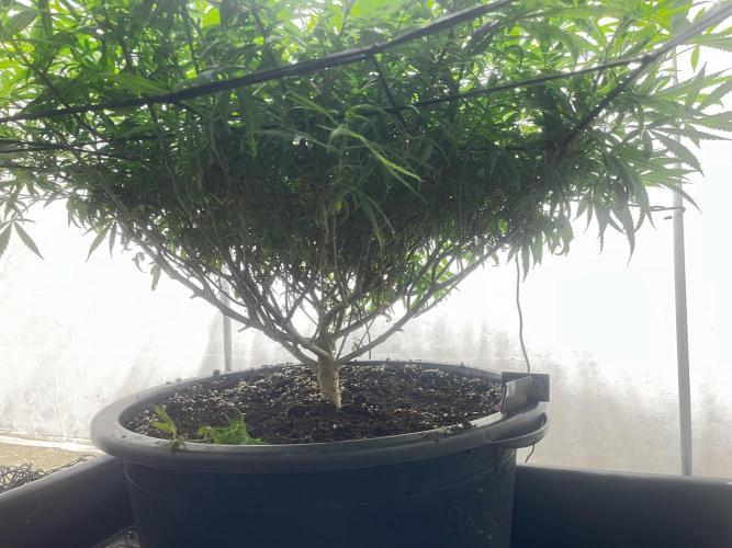 Franco’s Lemon Cheese. Week 17