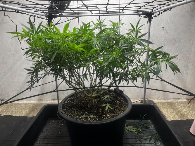 Franco’s Lemon Cheese. Week 17