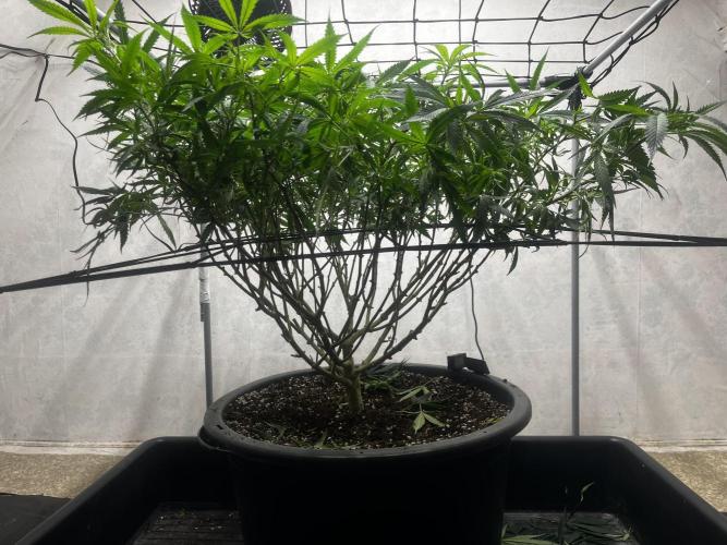 Franco’s Lemon Cheese. Week 17