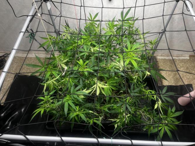 Franco’s Lemon Cheese. Week 17