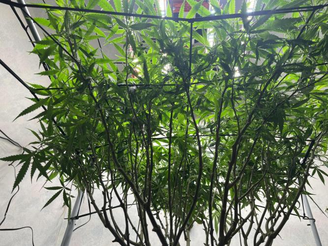 Franco’s Lemon Cheese. Week 18