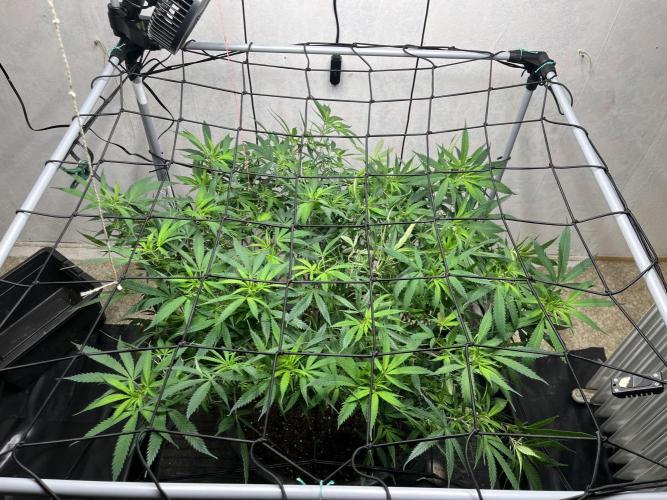 Franco’s Lemon Cheese. Week 18