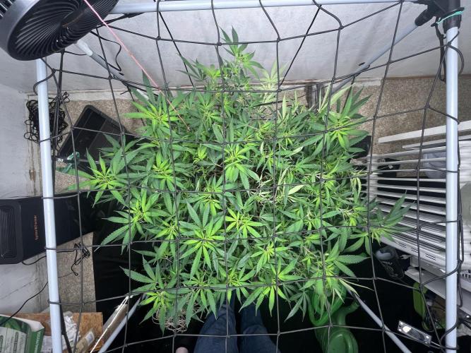 Franco’s Lemon Cheese. Week 18