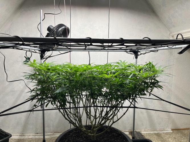 Franco’s Lemon Cheese. Week 19