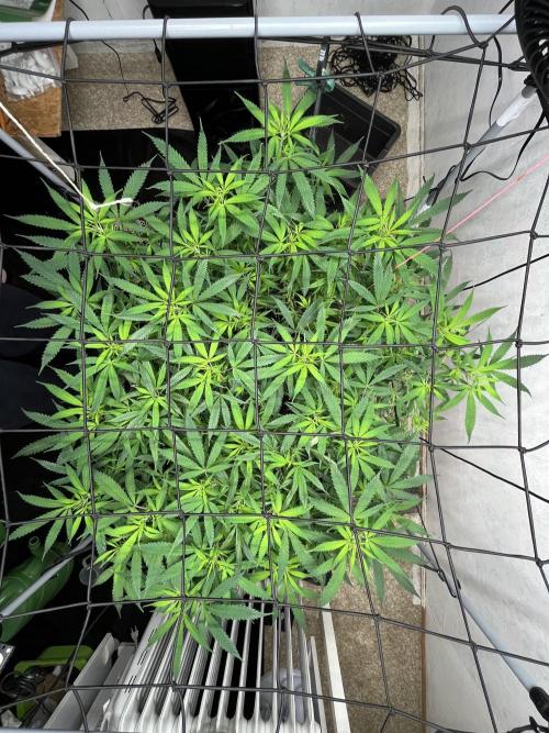 Franco’s Lemon Cheese. Week 19