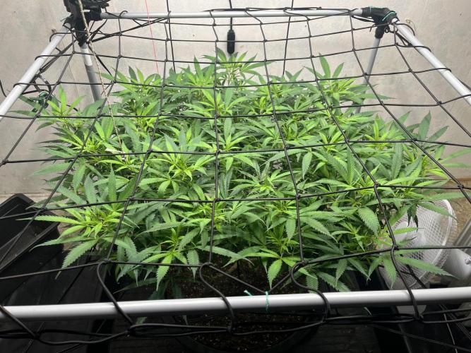 Franco’s Lemon Cheese. Week 19