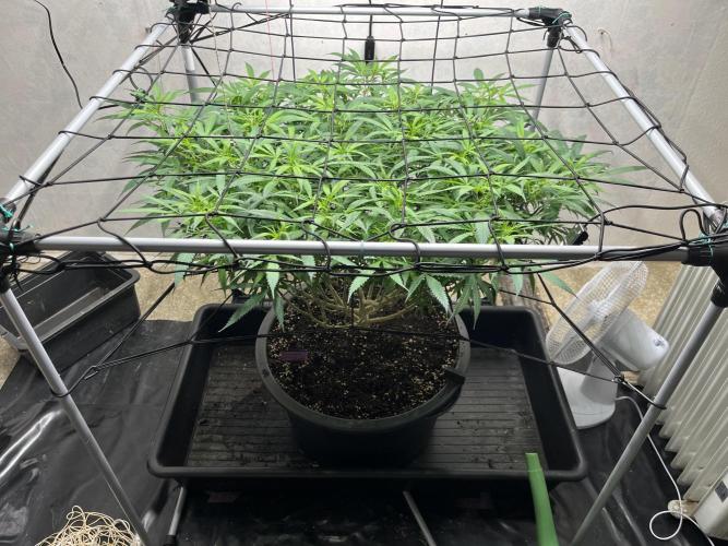 Franco’s Lemon Cheese. Week 20