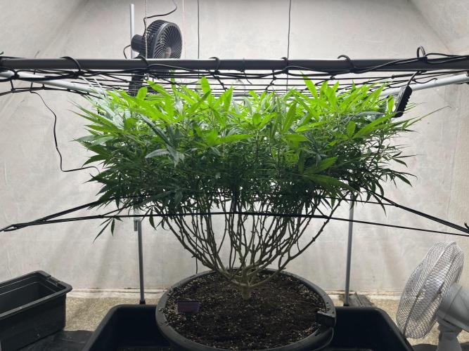 Franco’s Lemon Cheese. Week 20